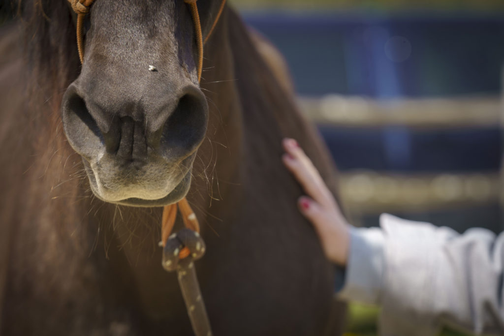 Equicoaching particulier Horse-manity