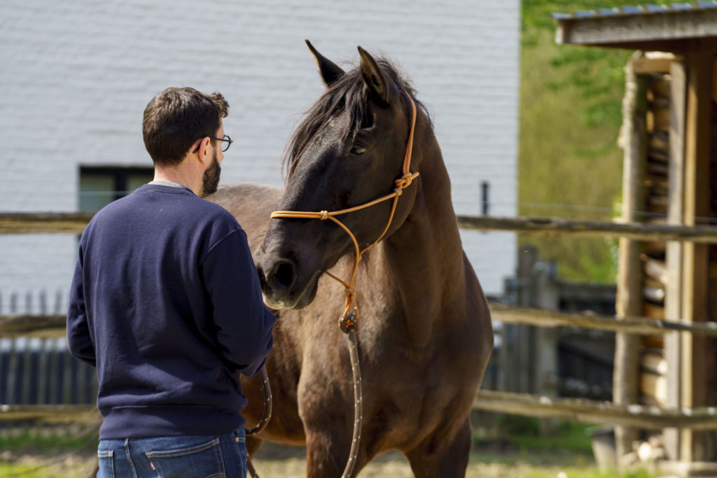 Equicoaching particulier Horse-manity