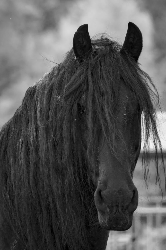 King équipe équine Horse-Manity