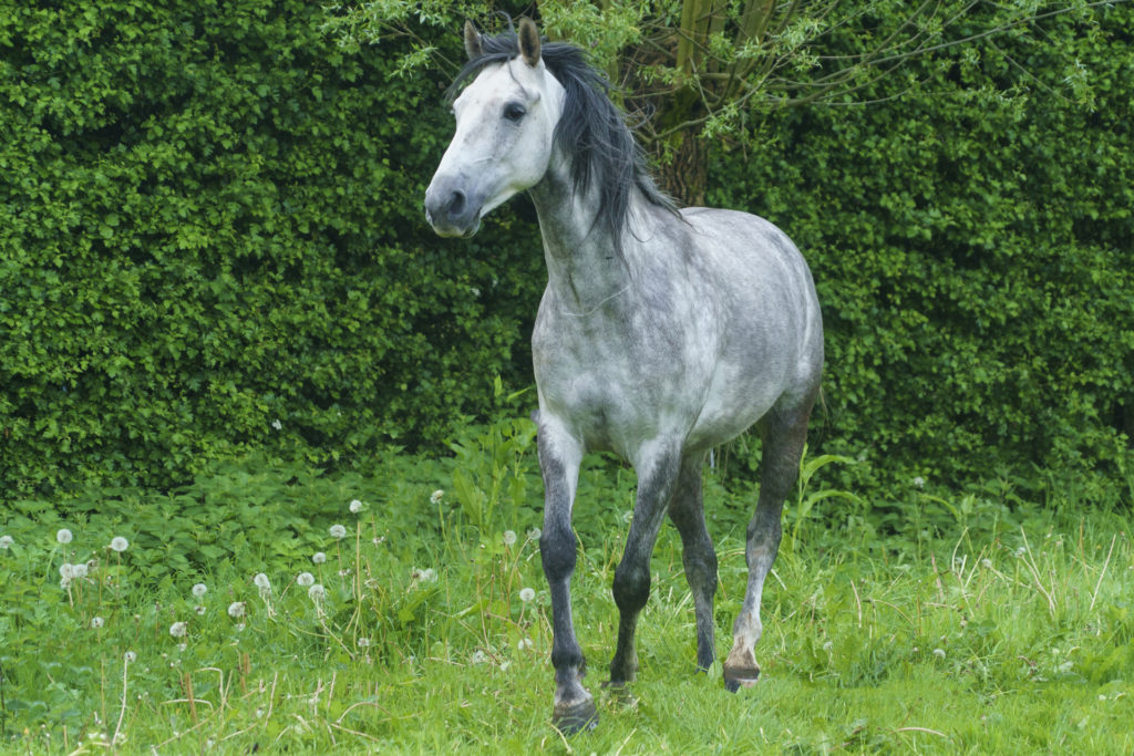 Le Tzigane équipe équine Horse-Manity