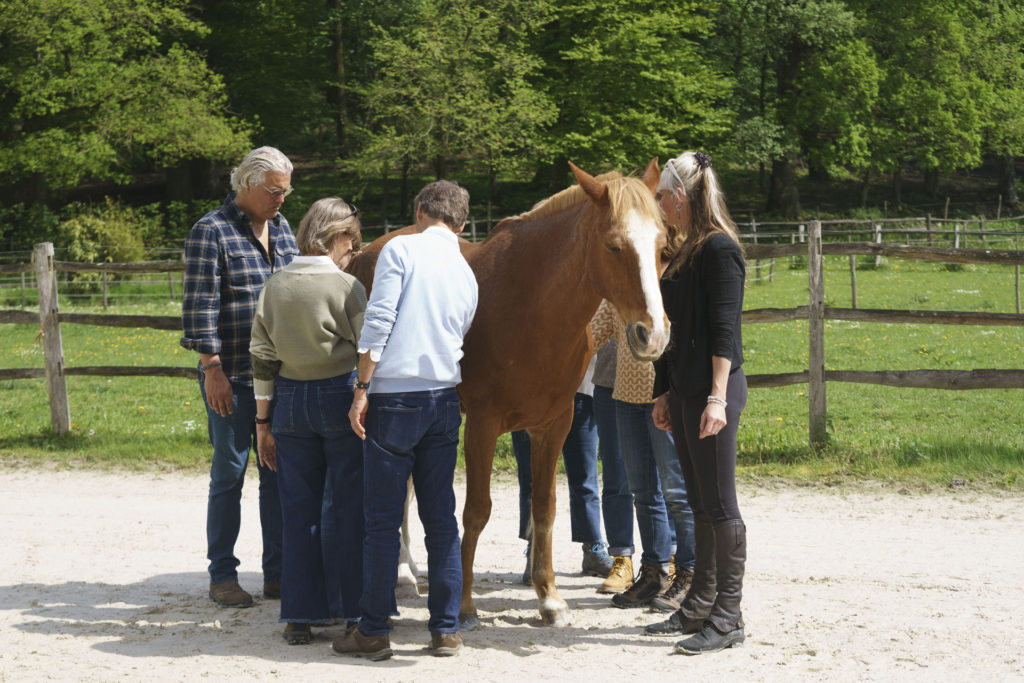 Equicoaching entreprise Horse-manity