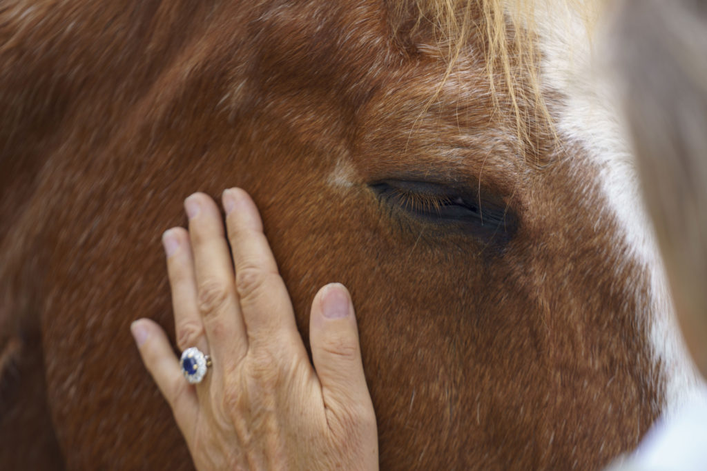 Le poilu équipe équine Horse-Manity