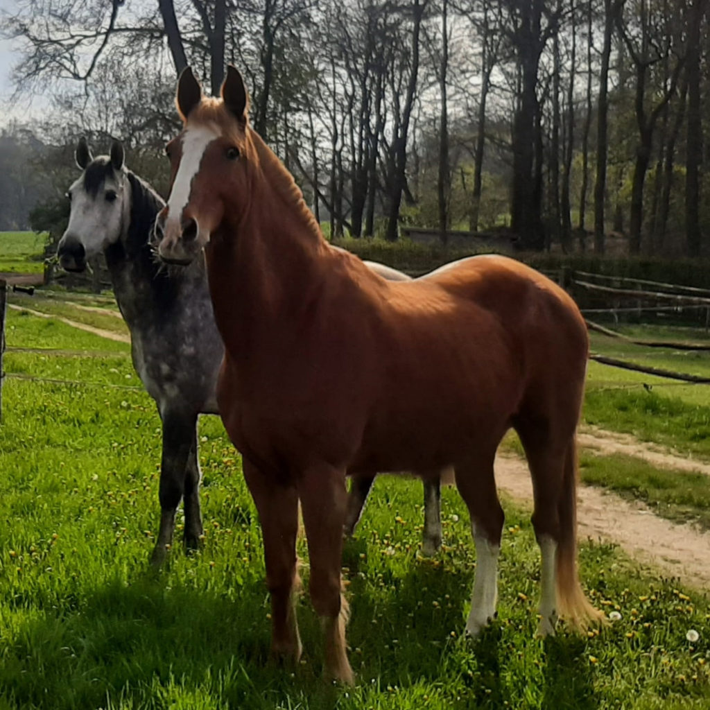 Le poilu équipe équine Horse-Manity