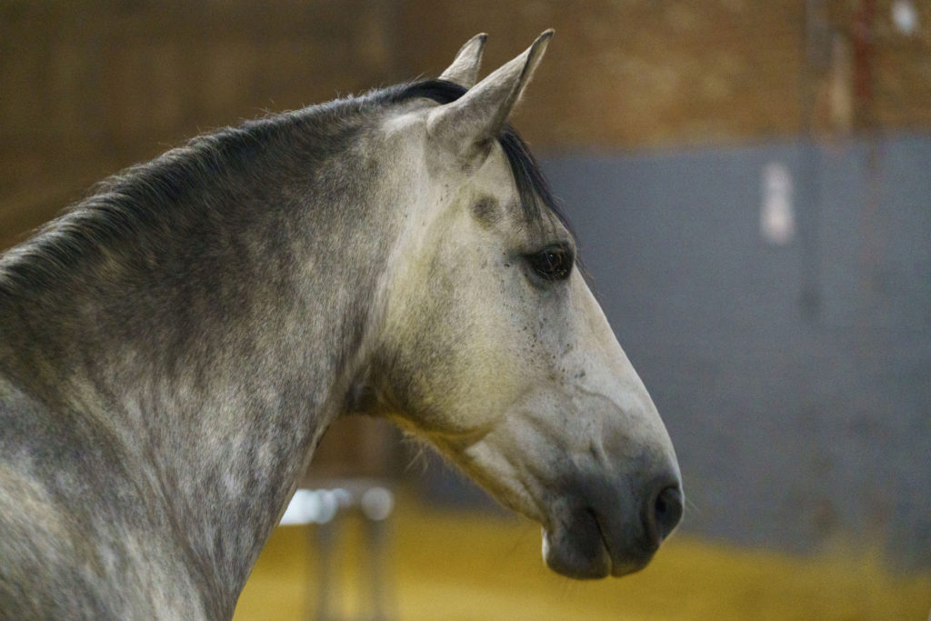 Le Tzigane équipe équine Horse-Manity