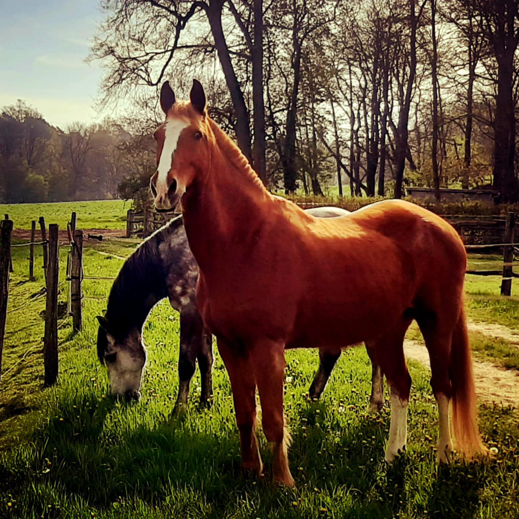 Le poilu équipe équine Horse-Manity