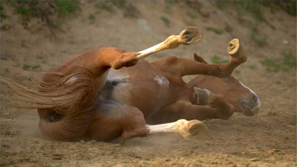 Le poilu équipe équine Horse-Manity